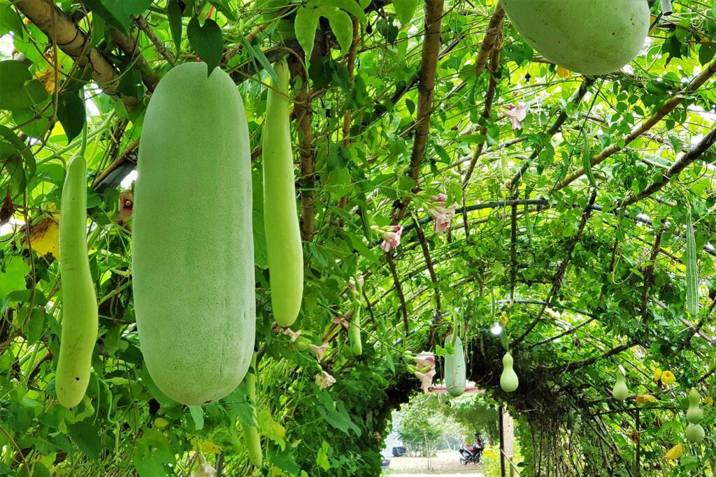 benefits of ash gourd