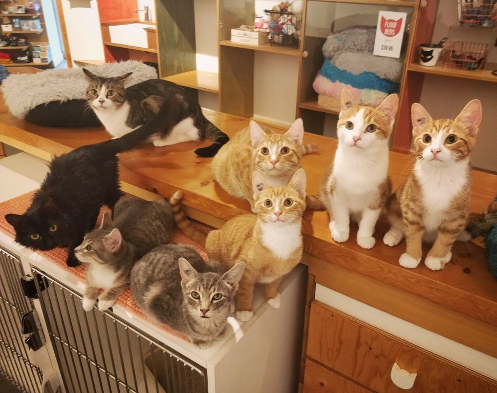 Catfe Cat Cafe Vancouver