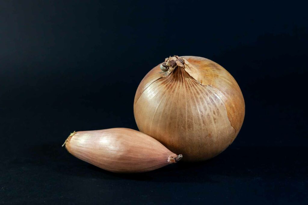 shallot vs onion