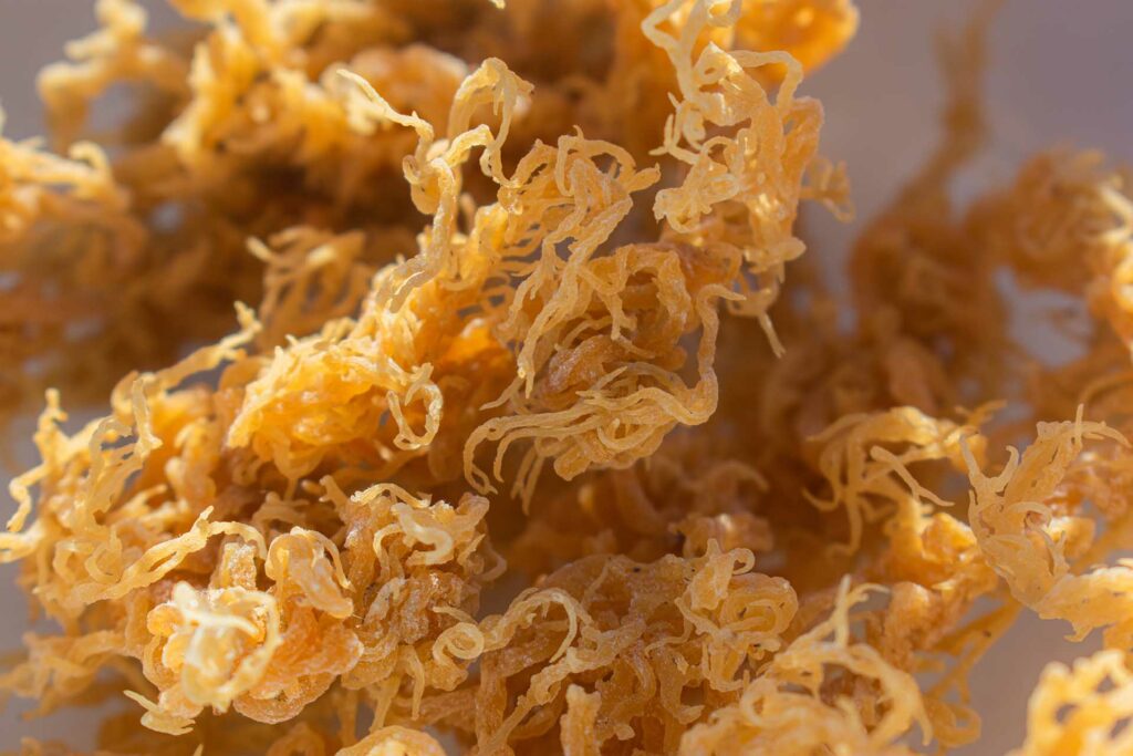 St. Lucian golden sea moss